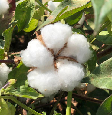 The Difference Between Ordinary Cotton and Regenerative Agriculture/Cotton