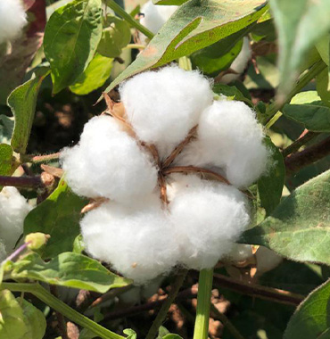 What is the real difference between organic cotton and regular? - Cariki