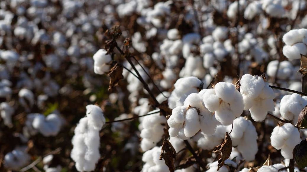 Sustainable Cotton Group Boosts Tracking for Top Retailers